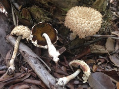 Boletellus ananas image