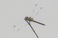 Libellulidae
