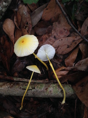 Leucocoprinus fragilissimus image