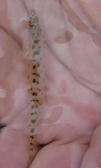 Ammocrypta pellucida