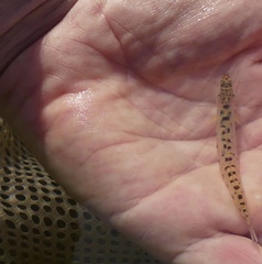 Ammocrypta pellucida