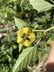 Physalis philadelphica