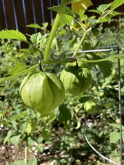 Physalis philadelphica