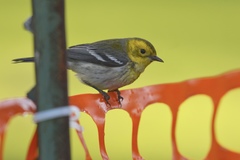 Setophaga townsendi × occidentalis