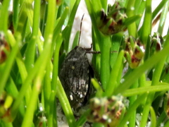 Sciocorini