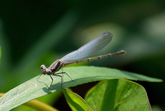 Onychargia atrocyana