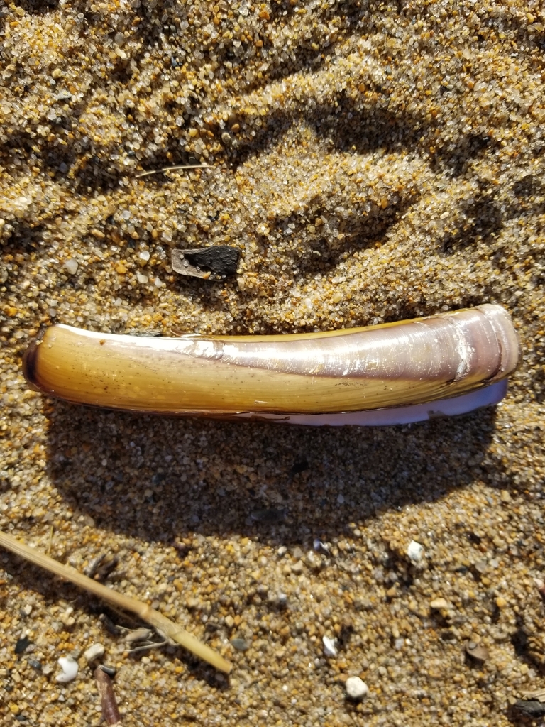 Jacknives and Razor Clams