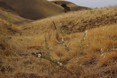 Blepharizonia plumosa