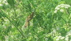 Pseudocolopteryx flaviventris