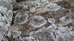 Lepraria membranacea