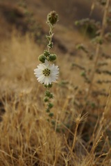 Blepharizonia plumosa