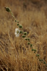 Blepharizonia plumosa