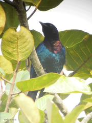 Hylopsar purpureiceps