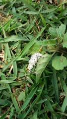 Cydianerus latruncularius