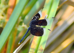 Neurothemis tullia