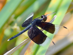 Neurothemis tullia