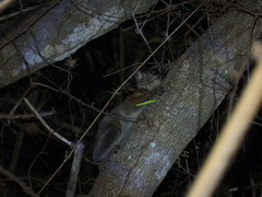 Lepilemur ruficaudatus