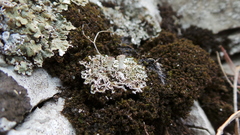 Cladonia pocillum