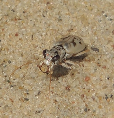 Ellipsoptera lepida