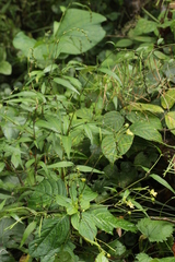 Sphacelotheca hydropiperis