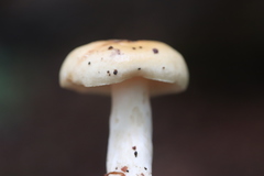Russula fellea
