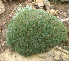 Acantholimon schemachense
