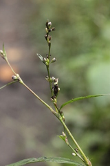 Sphacelotheca hydropiperis