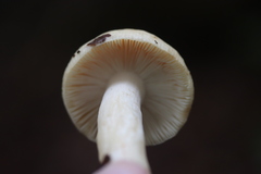 Russula fellea