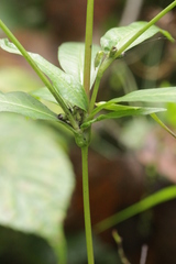 Sphacelotheca hydropiperis