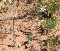 Ornithogalum hispidum