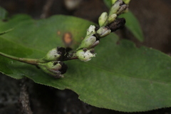 Sphacelotheca hydropiperis