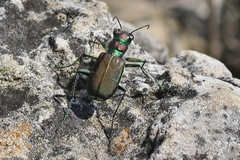 Cicindela limbalis