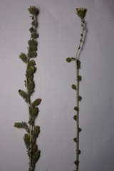 Blepharizonia plumosa