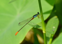 Ceriagrion cerinorubellum