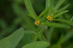 Melampodium sericeum