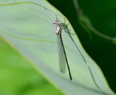 Onychargia atrocyana