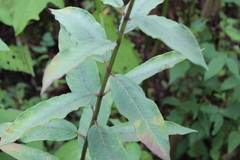 Asclepias auriculata