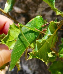 Microcentrum californicum