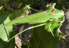Microcentrum californicum