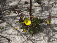 Hemimeris sabulosa