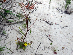 Hemimeris sabulosa
