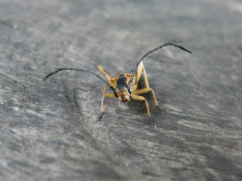 Oideterus buquetii