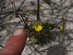 Hemimeris sabulosa