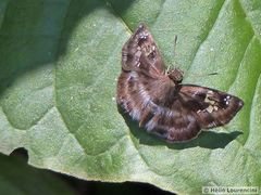 Quadrus cerialis
