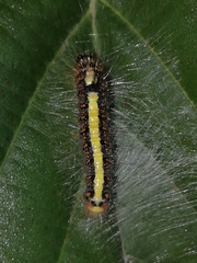 Acronicta cuspis