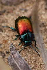 Chrysolina auripennis