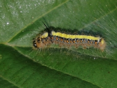 Acronicta cuspis
