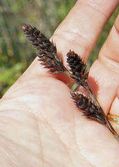 Thamnochortus spicigerus
