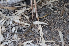 Notechis scutatus occidentalis