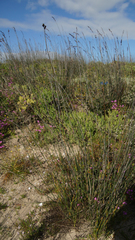 Thamnochortus spicigerus